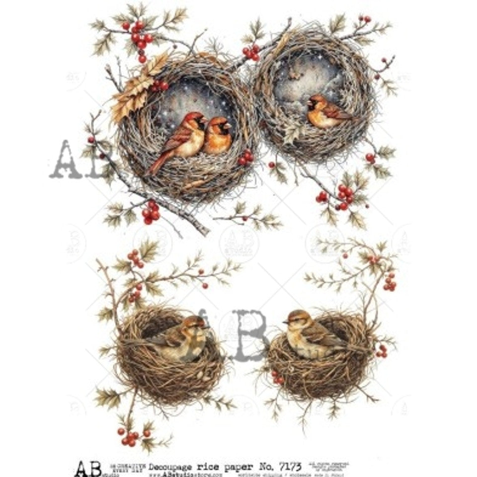 2025-Birds in Nest with Holly (AB-7173)