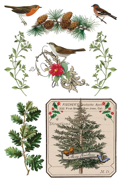2025-Winter Botanist Transfer (New Release)