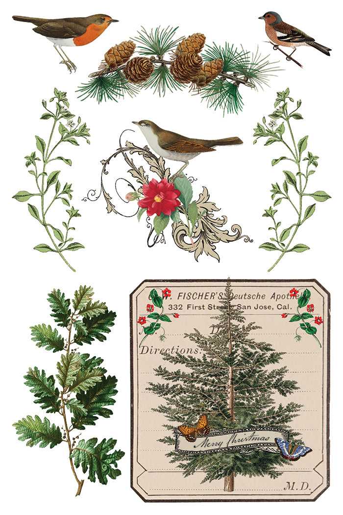 2025-Winter Botanist Transfer (New Release)