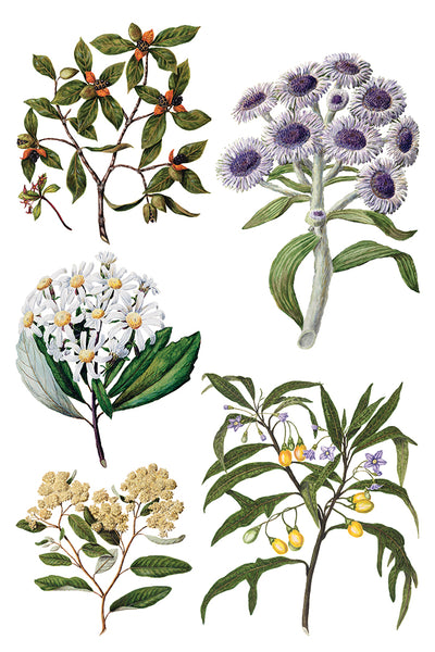 Sarah Featon's Botanicals Transfer