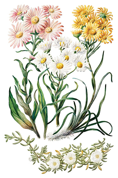 Sarah Featon's Botanicals Transfer