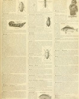 Roycycled Treasures - Entomology Dictionary Decoupage Paper - Retired