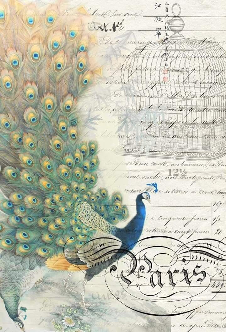 Peacock Decoupage Paper