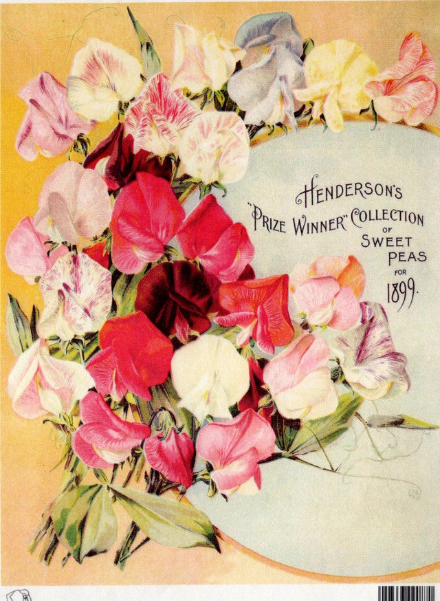 Calambour -  Henderson Prize Winner Collection of Sweet Peas TT92