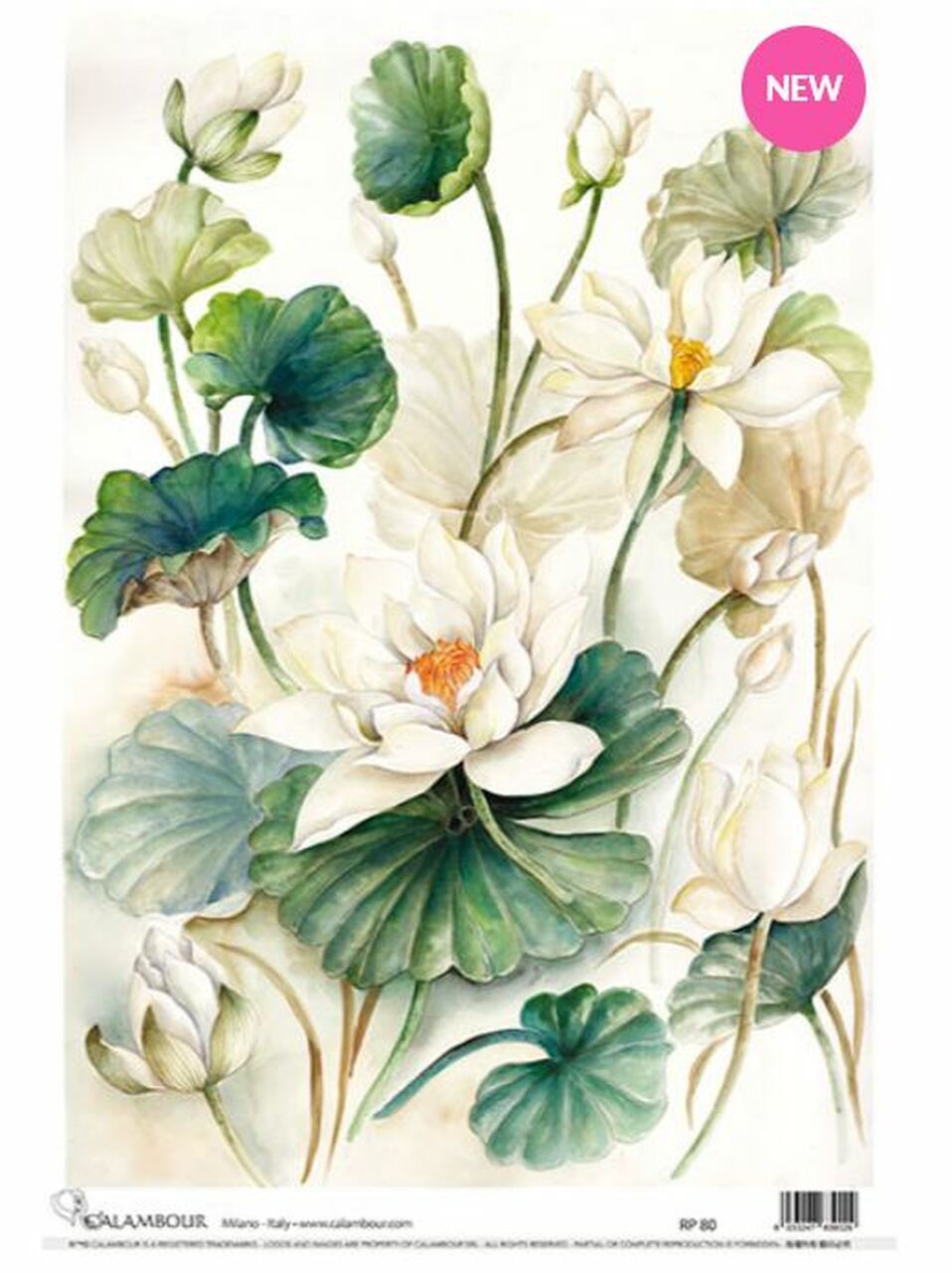 Calambour - White Lotus