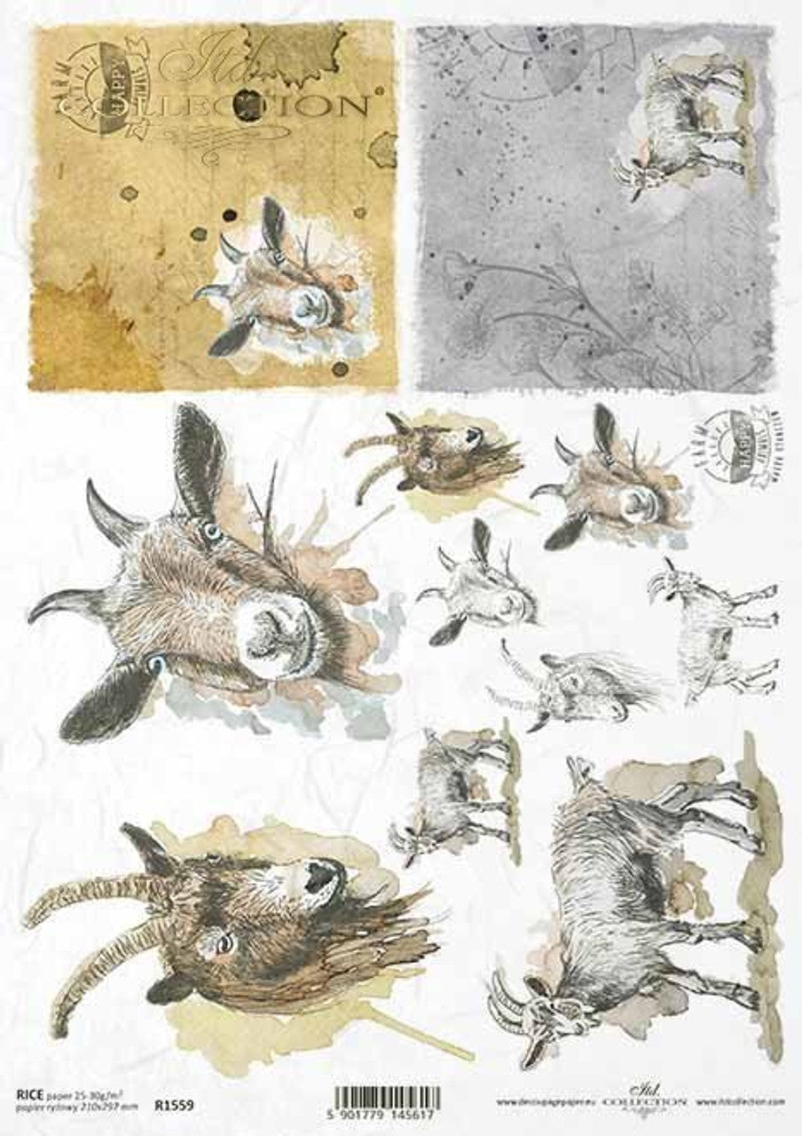 ITD - Goat Portraits - R1559
