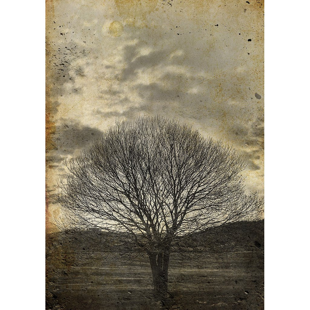 Lone Sepia Tree
