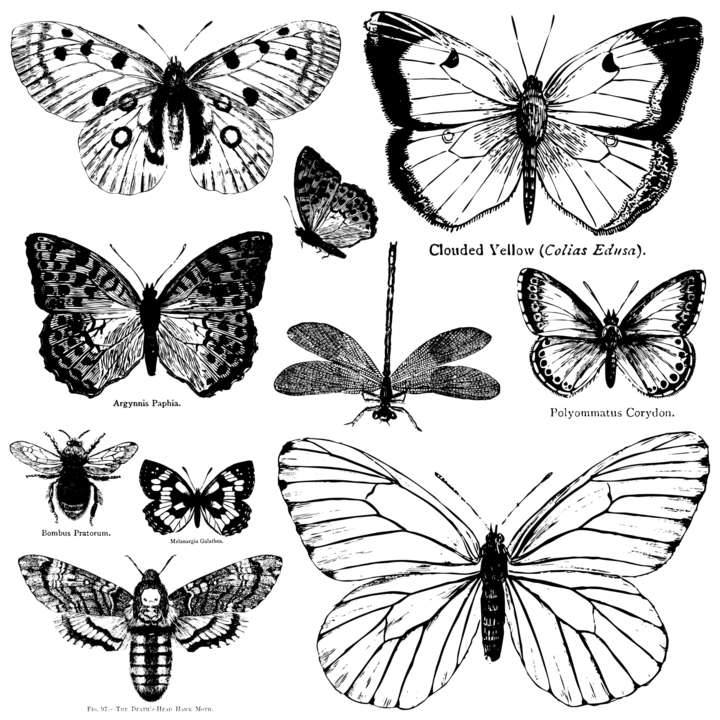 Butterflies Stamp (12"x 12")