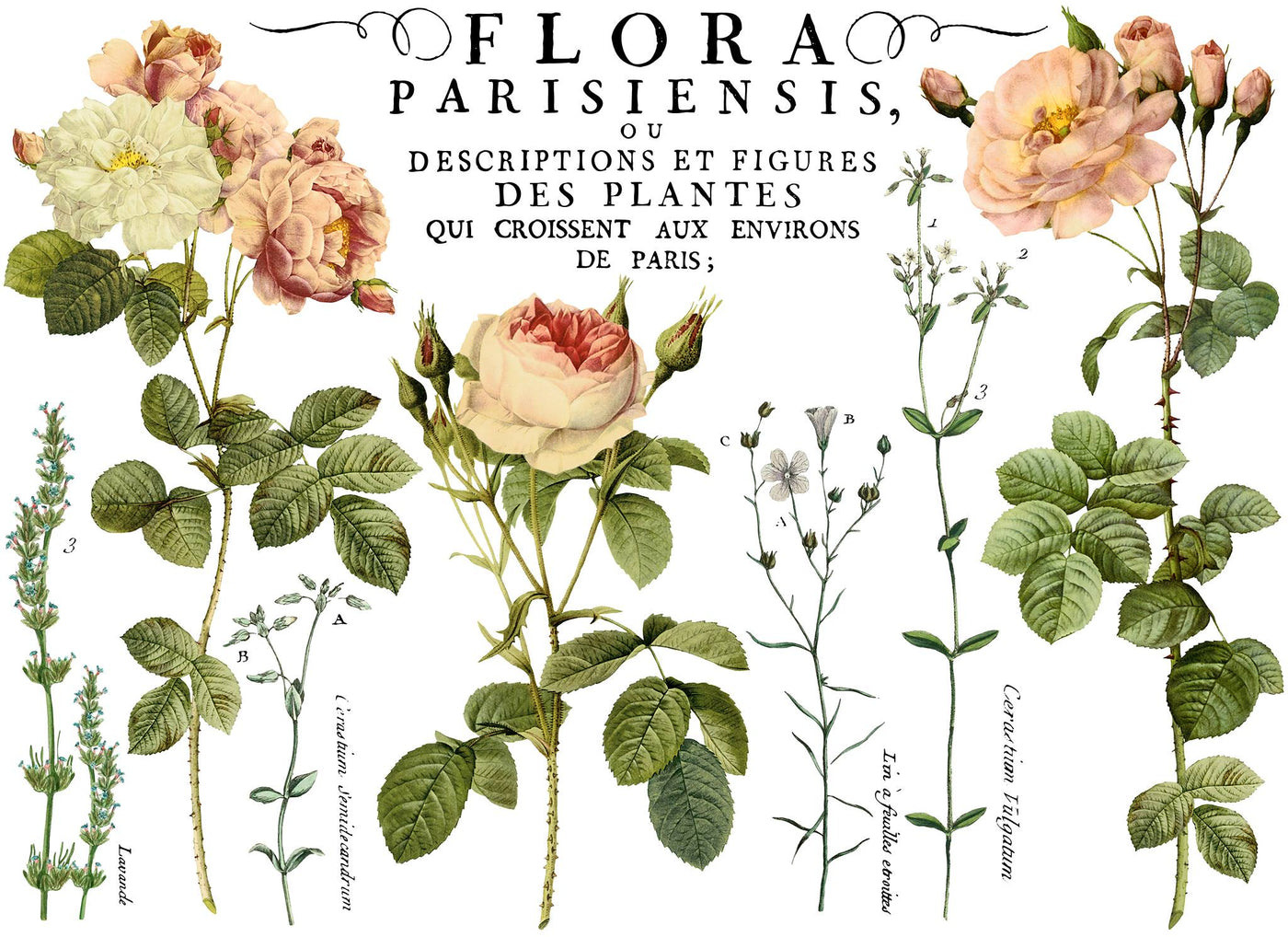Flora Parisiensis (Sheets)