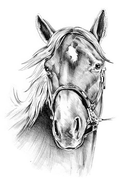 Paper Designs - Black & White Horse - 0021
