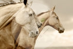 Sepia Horses - Decoupage Paper