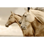 Sepia Horses Reversed