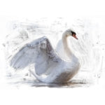 White Swan Reversed