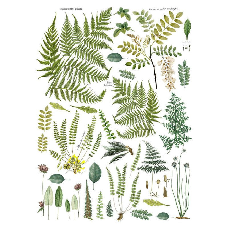 Frond Botanical Transfer (sheets)